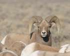 Rocky Mountain bighorn ram with ewes. Rio Grande Norte, New Mexico. Art Print
